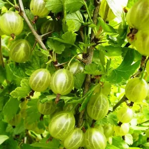 

Крыжовник Балтийский